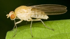 Флъш drosophila