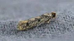 Народни средства от молия в къщата