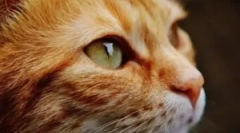 Външни и вътрешни паразити при котки