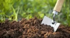 Насекоми вредители, живеещи в земята