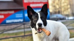 Устойчиво изискване за внимание