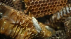 Тинктура и екстракт от восъчна молец