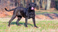 Neapolitan mastiff (снимка): grozny guard с добра душа