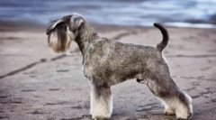 Евтини кучета средни размери: описание и снимки