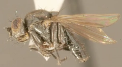 Петролен блясък