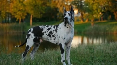 Немско куче