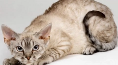 Немски рекс