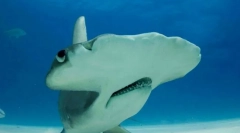 Необичайни и забавни рибни имена