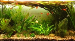 Непретенциозни риби и растения за домашен аквариум: основи на прихода
