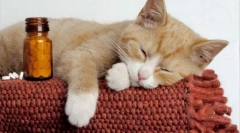 Независими котки