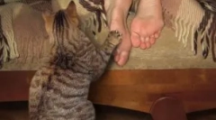 Нюанси на възпитанието на котето и най-често срещаните грешки