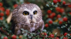 Нощни охрана - сови