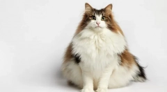 Норвежка гора котка