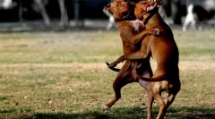 За бойните породи мълчаливо думата