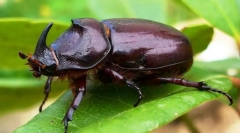 За бръмбари