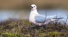 Жителите на арктика: най-северните животни в света