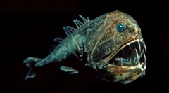 Жители на морските дълбочини