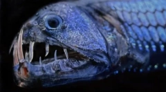 Жители на неизследваните дълбочини на океана в снимките на дейвид рошл