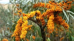 Морски зърнастец