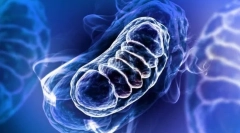 Метаболизъм