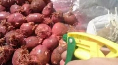 Лечение на картофи преди кацане