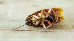 Лечение на студено мъгла