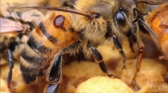 Обработка на пчелите
