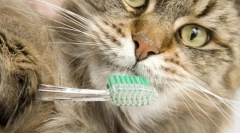 Обща хигиена за котките