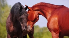 Рязане на коне помежду си