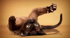 Обикновените прищепки за прищепки ми помагат на мира нарязани нокти към моята бойком котка