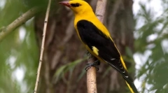 Обикновена ivolga