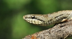 Обикновен среден