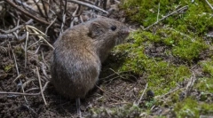 Обикновена полевка