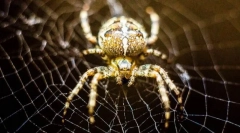 Обикновен кръст