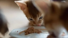 Povovost преглед на котезите