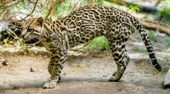 Ocelot (снимки): dalitz dali и други фенове екзотични