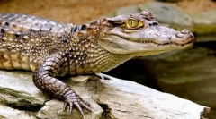 Възможен кайман