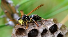 Единична oska