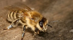 Единични пчели