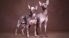 Един милион: 9 породи кучета, които принадлежат към ултра-края