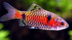 Огън барбуса