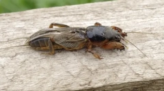 Градина медведа: тайно име