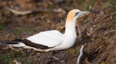 Олаша австралия