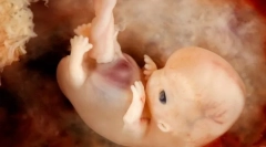 Онтогенеза и присъщи модели