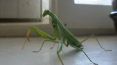 Е богомолката опасна за човек?