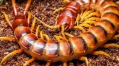 Лий ухапва свитъци?