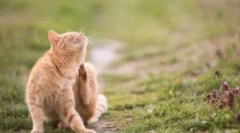 Дали котката на котката е опасна?
