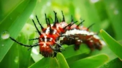 Опасни и отровни пеперуди и гъсеници