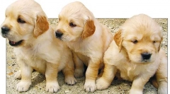 Тумори на бъбреците и пикочния мехур