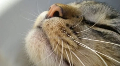 Котешки чувства органи